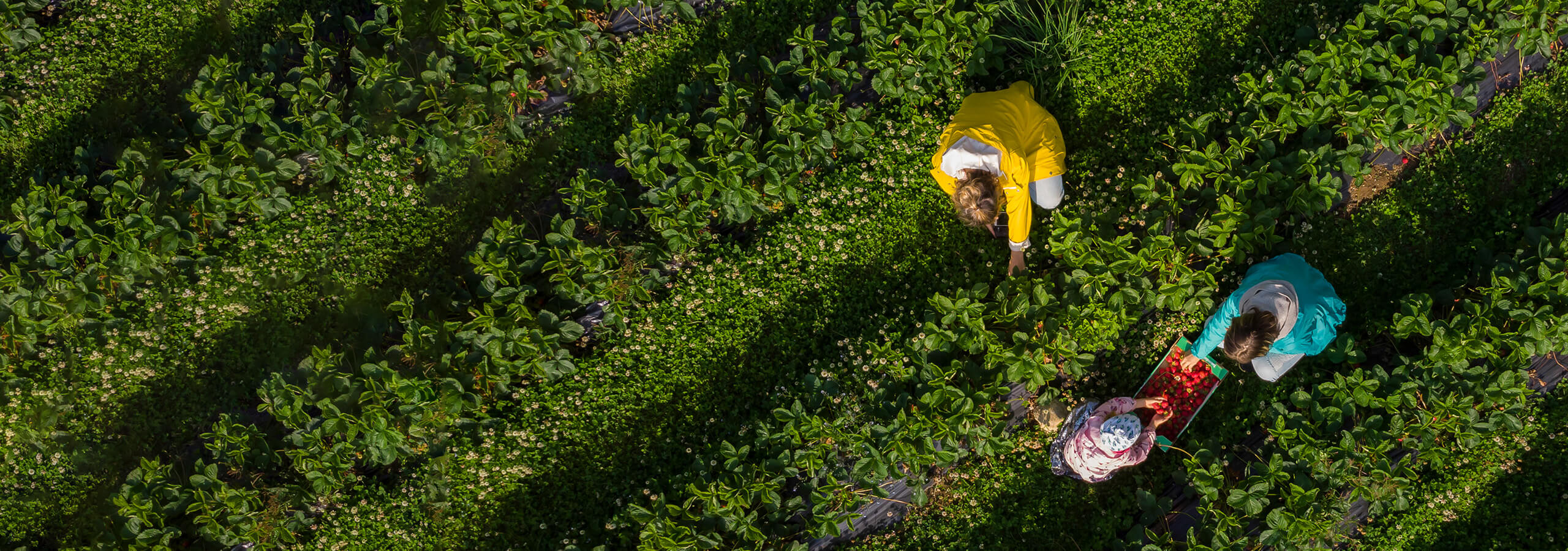 Milieuvriendelijk concept achtergrond met groene planten